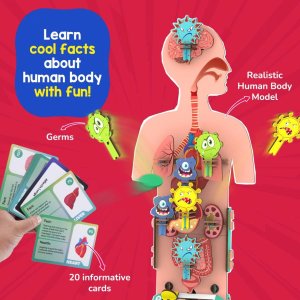 Smartivity DIY Human Body STEM